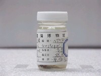 藏品(綠刺尾鯛)的圖片